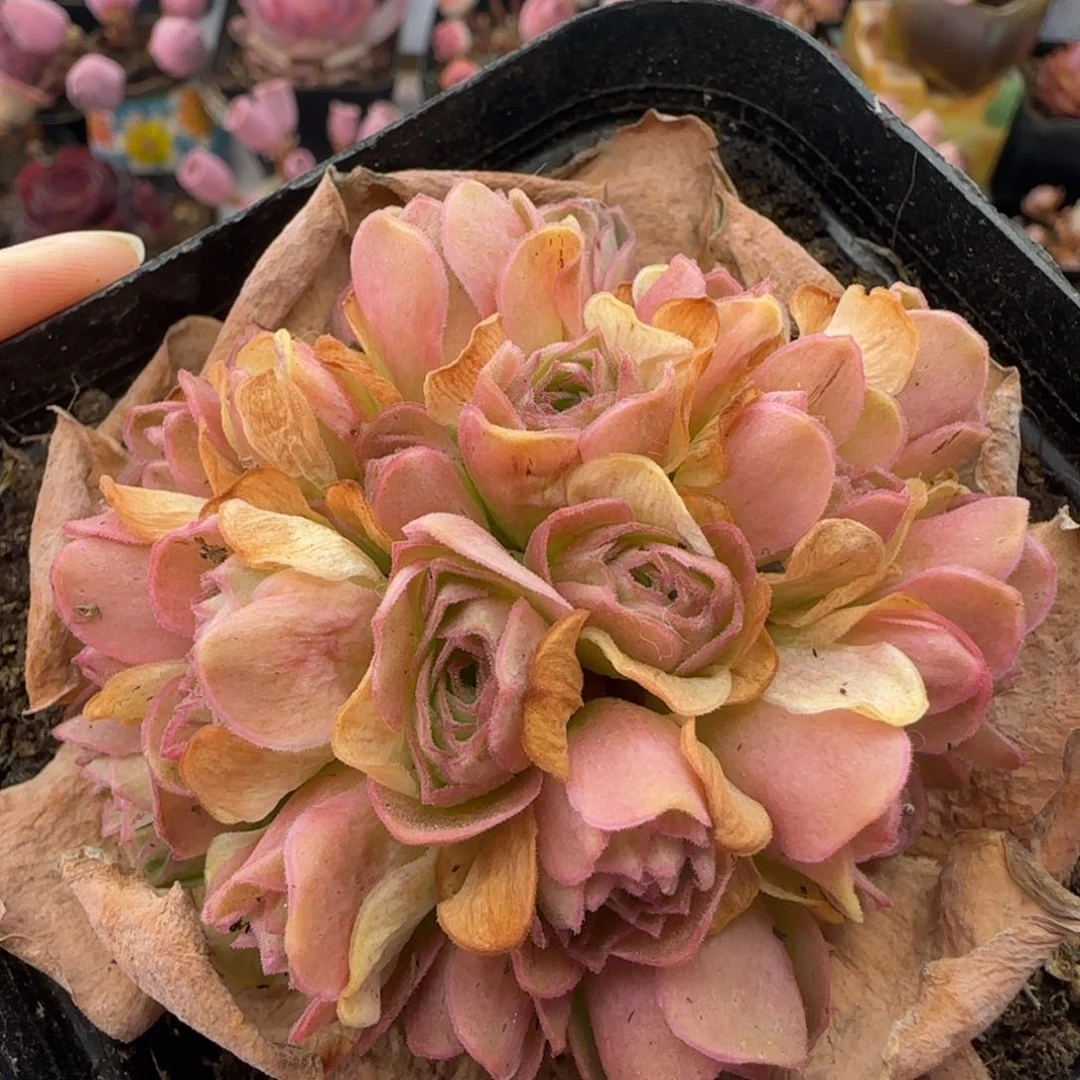 Y877半城玫瑰绣球