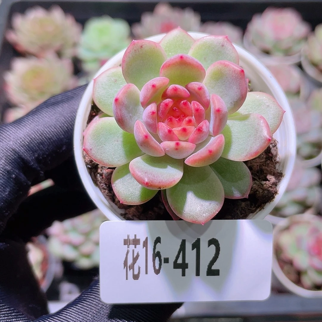 花利美16-412新品