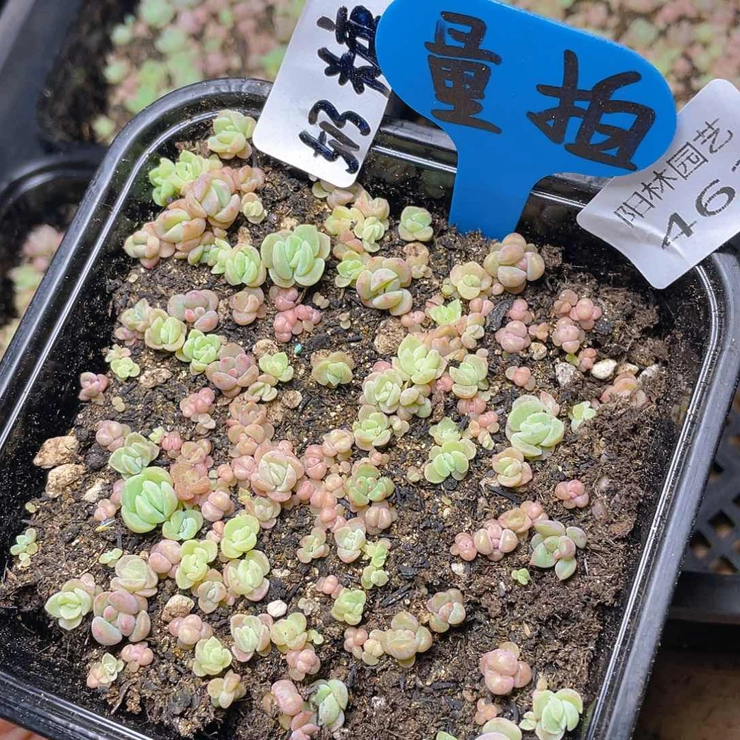 量拍多肉植物多肉植物462