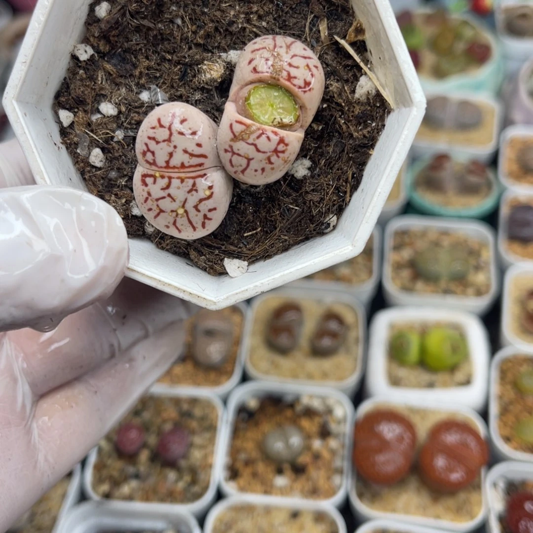 多肉植物一物一拍5