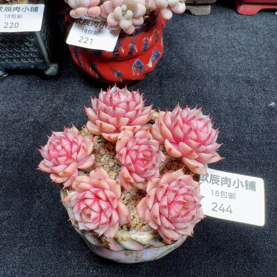 多肉植物  244  笨吧蒂斯