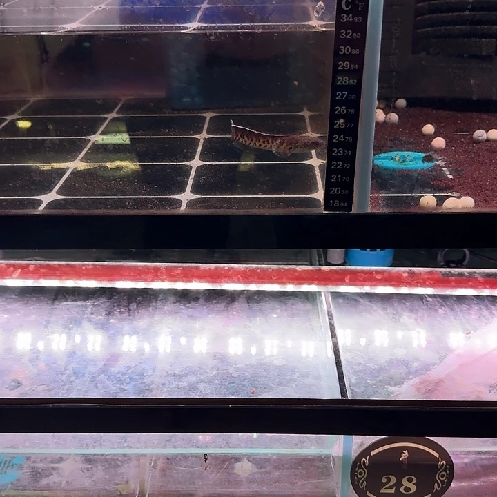 雷龙只**众蛇苗 防跳网专拍链接