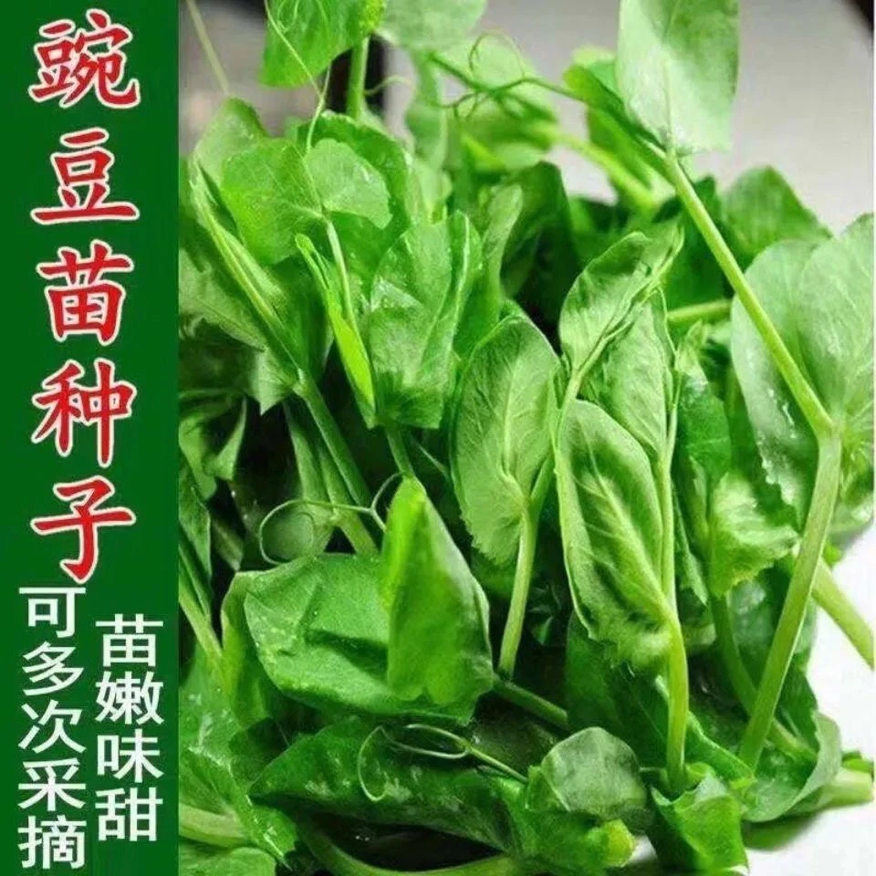 甜脆荷兰豆豌豆苗种子盆栽阳台田园四季种植种籽
