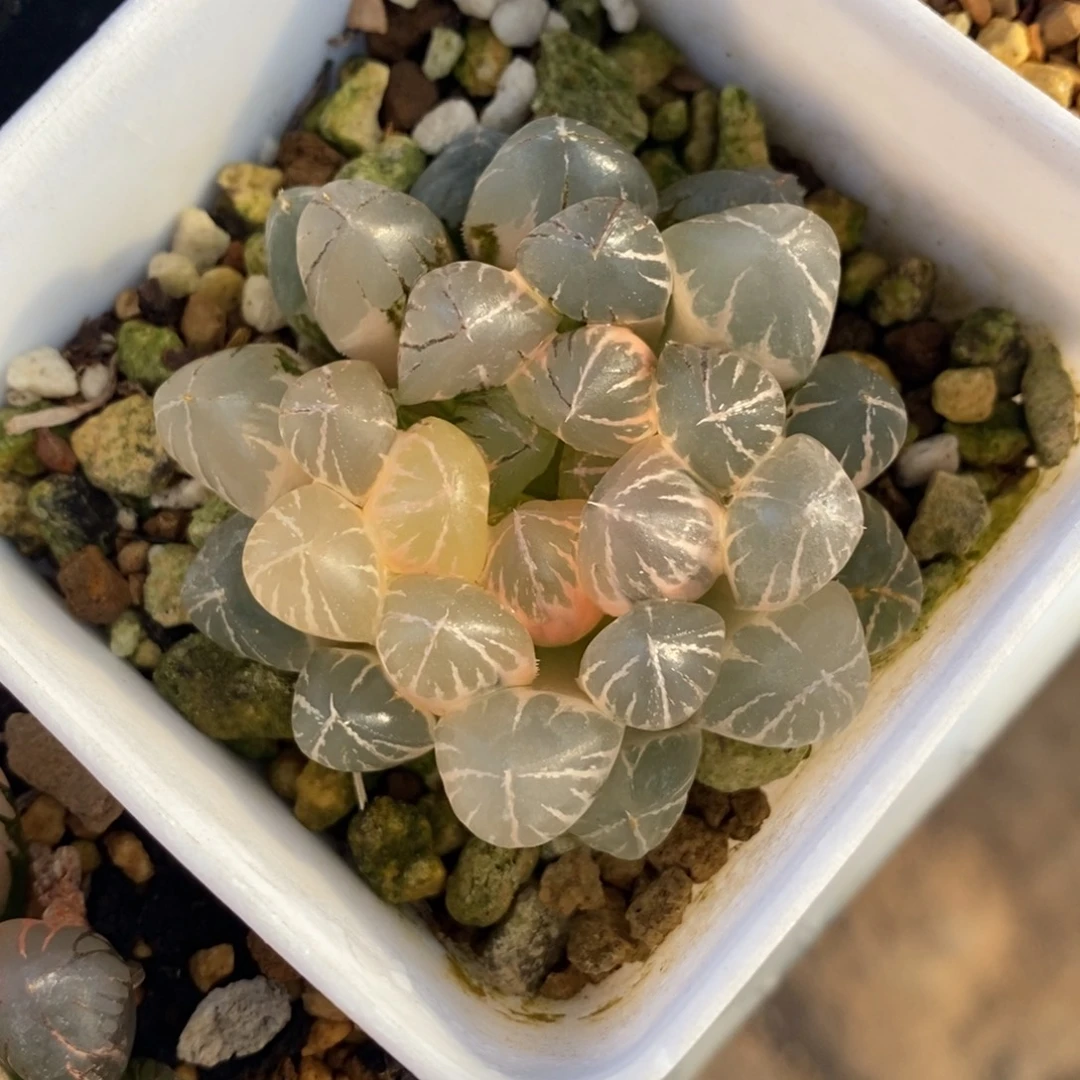 一颗实生玉露锦 特价