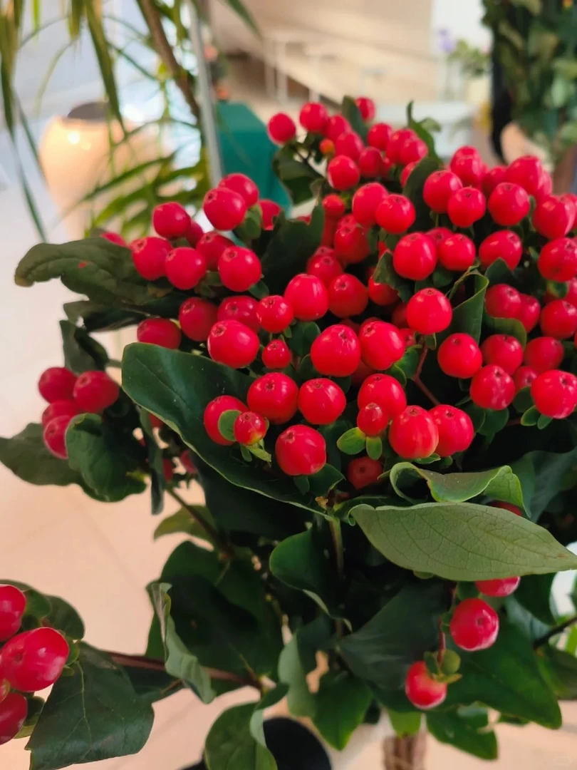 火龙珠【红豆】云南鲜花直发同地址两单及以上顺丰/德邦