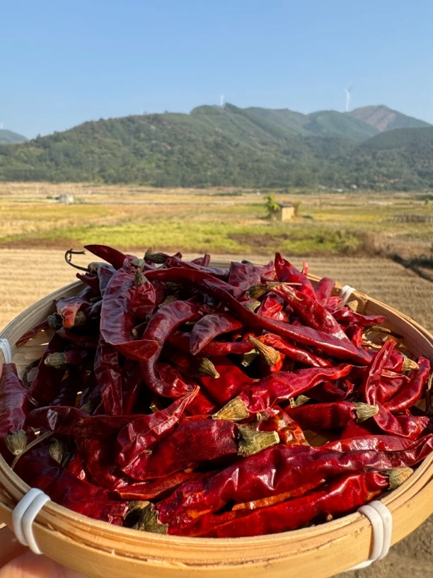 巨辣干辣椒印度魔椒辣特辣特香朝天椒