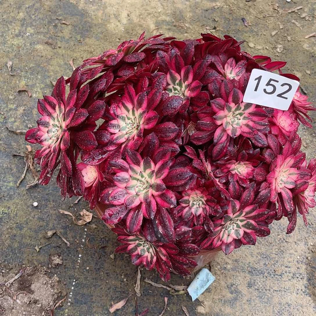 多肉植物152多肉