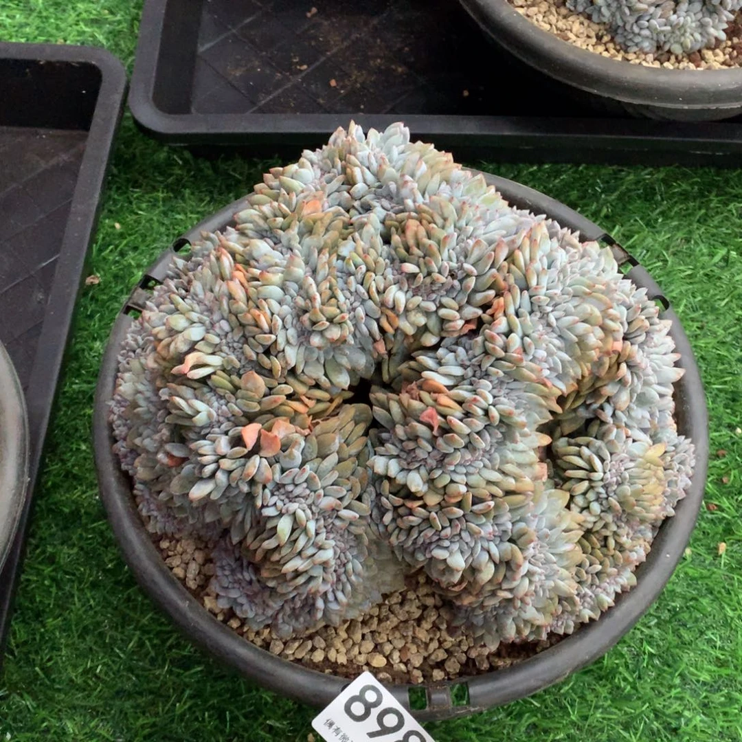 898橙子缀多肉植物