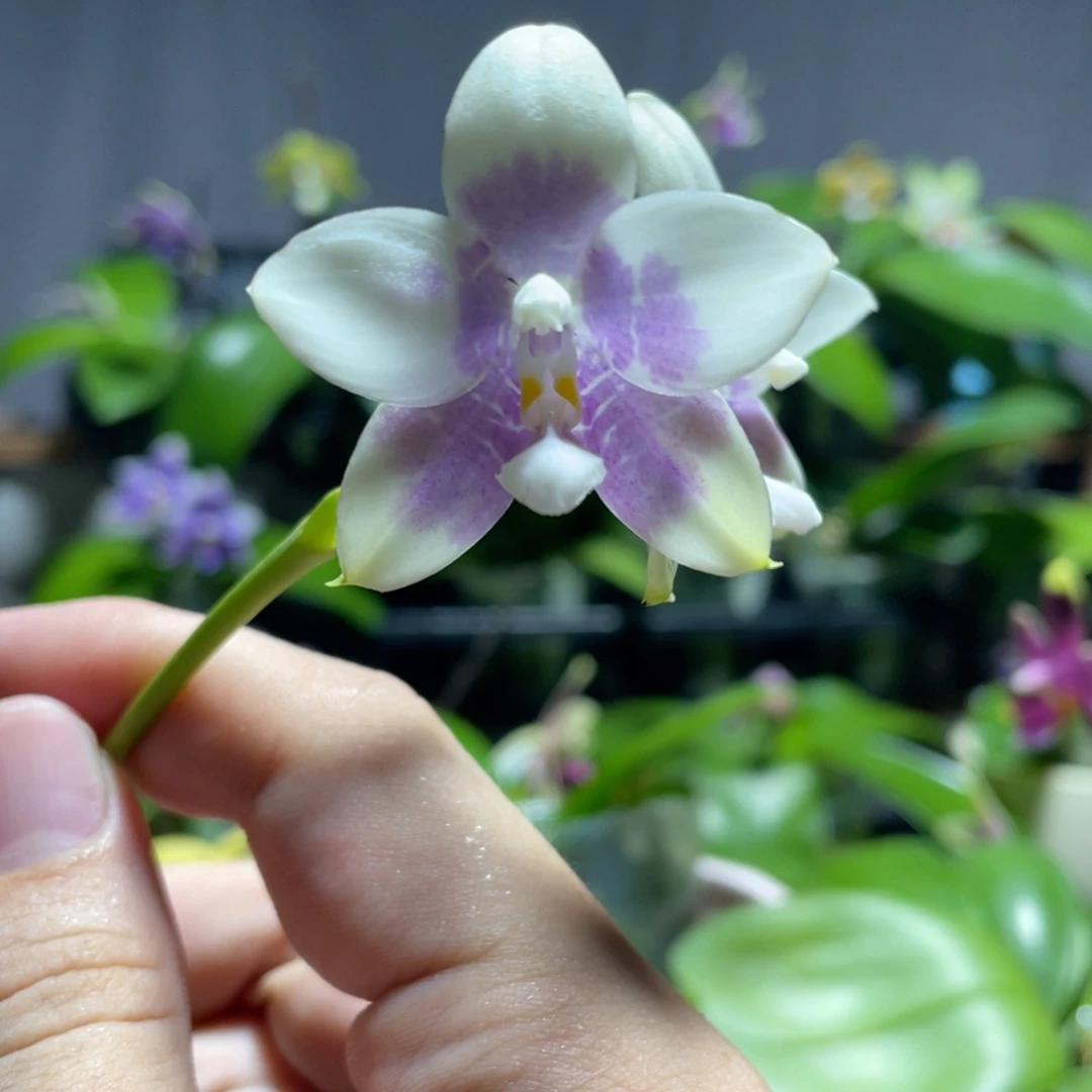 完全开放112叶瑕花期不保