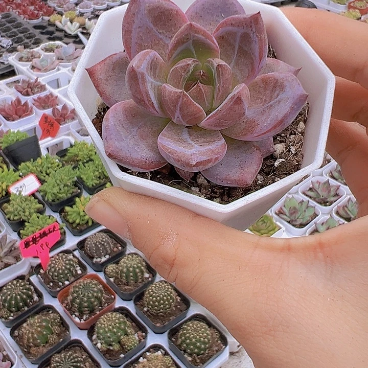 八角盆夜魔侠带盆19包邮