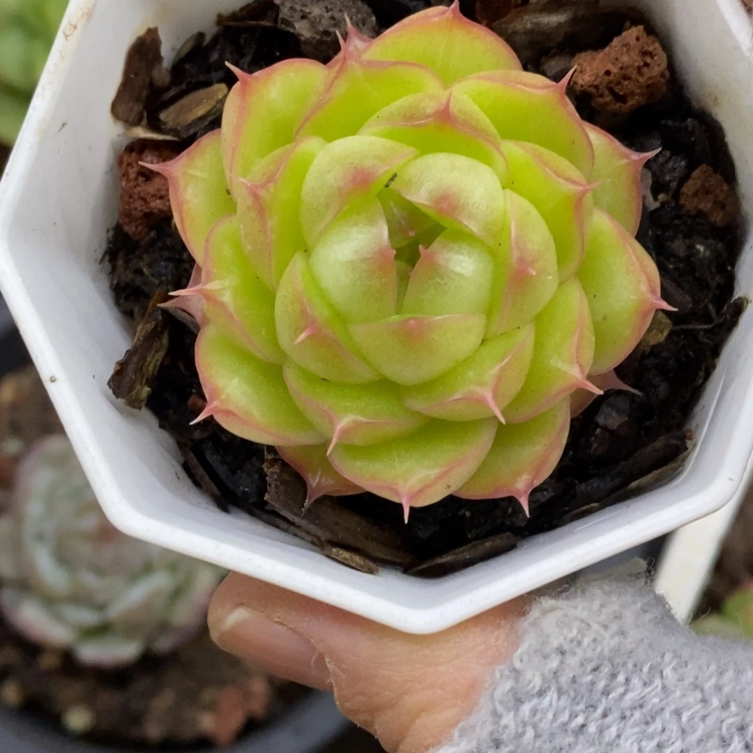 精品多肉一物拍不包整2