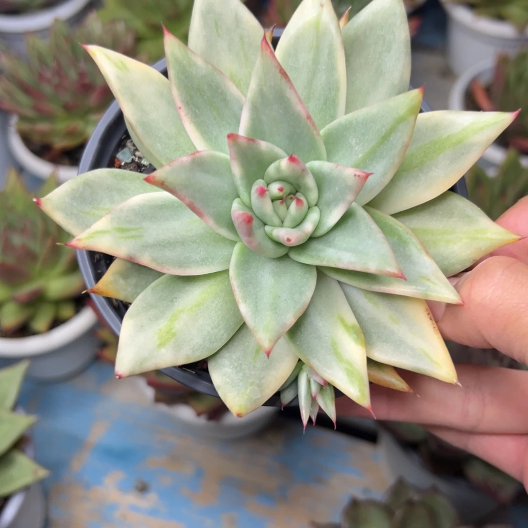 多肉植物一物一拍（24号）