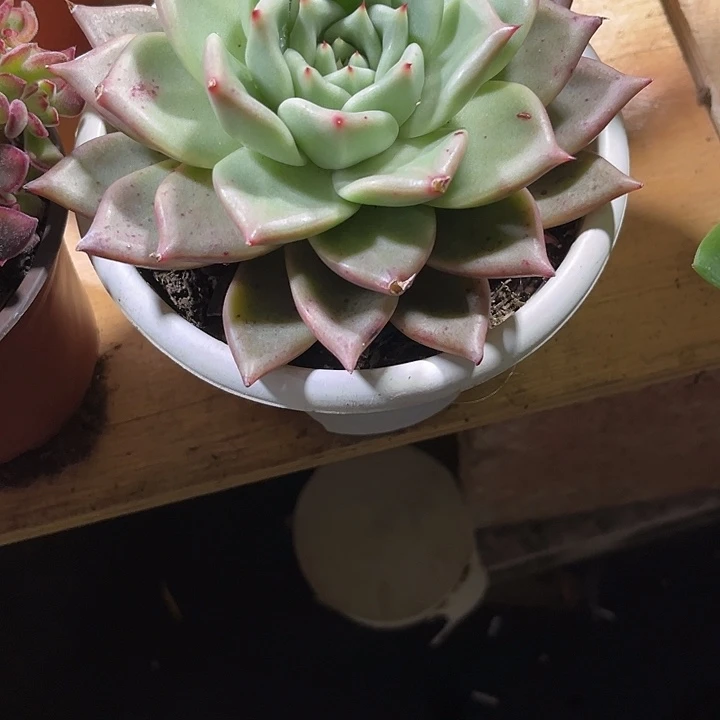 之***意0000000000000000995