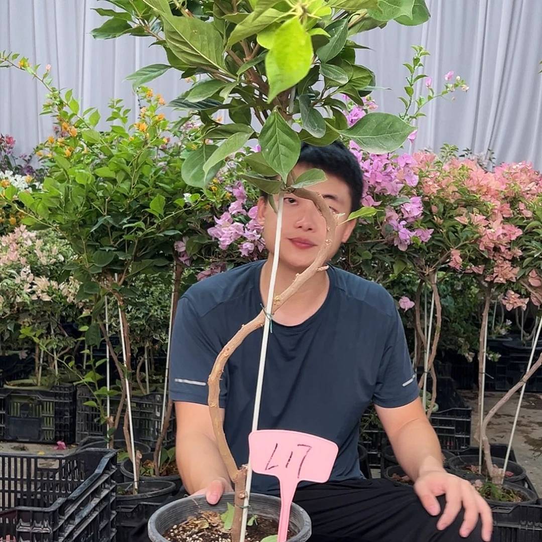 “****当前无花栽培后可以开花L17