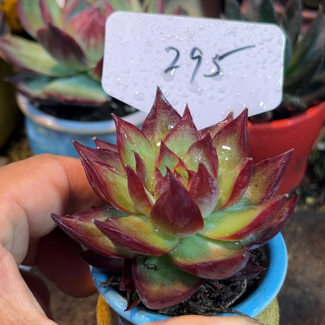 惊鸿仙子多肉植物295