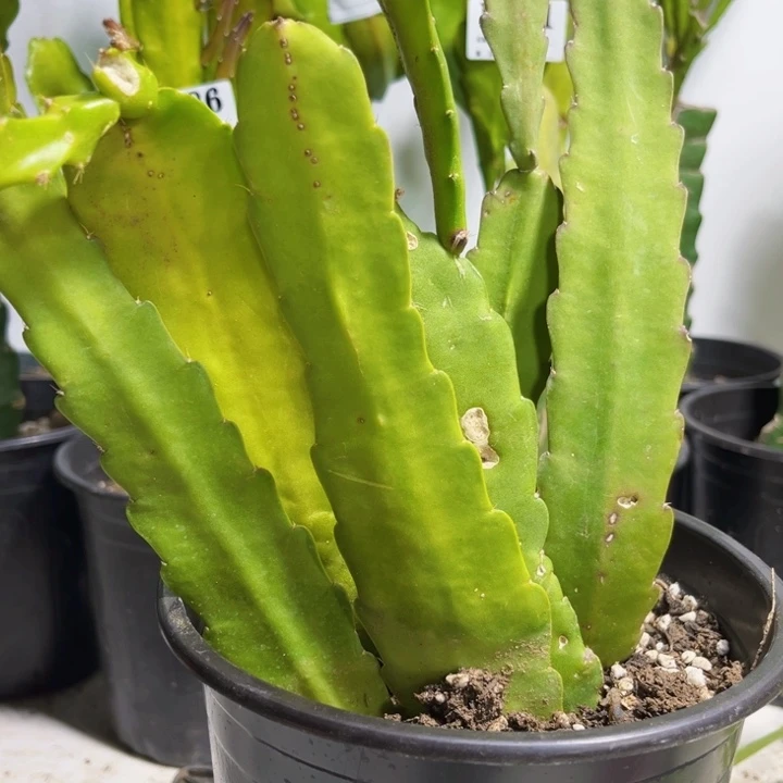 当前无花栽培后可以开花206