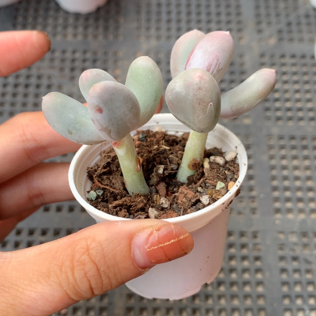 米可奶双头锦纹 精品韩国奶酪多肉