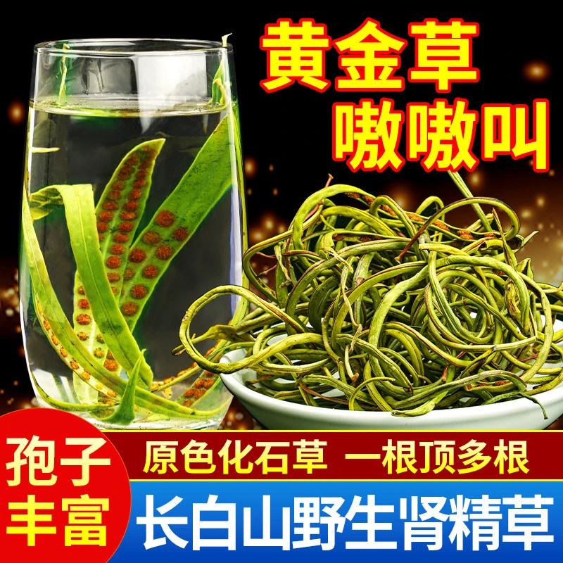【长白山肾精茶】野生肾精茶黄金草嗷嗷叫化石草小叶全母孢子粉