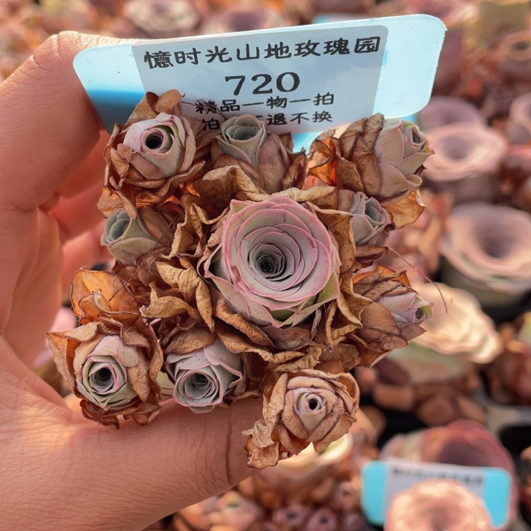 ****嘟山地玫瑰720断枝不包损不售后