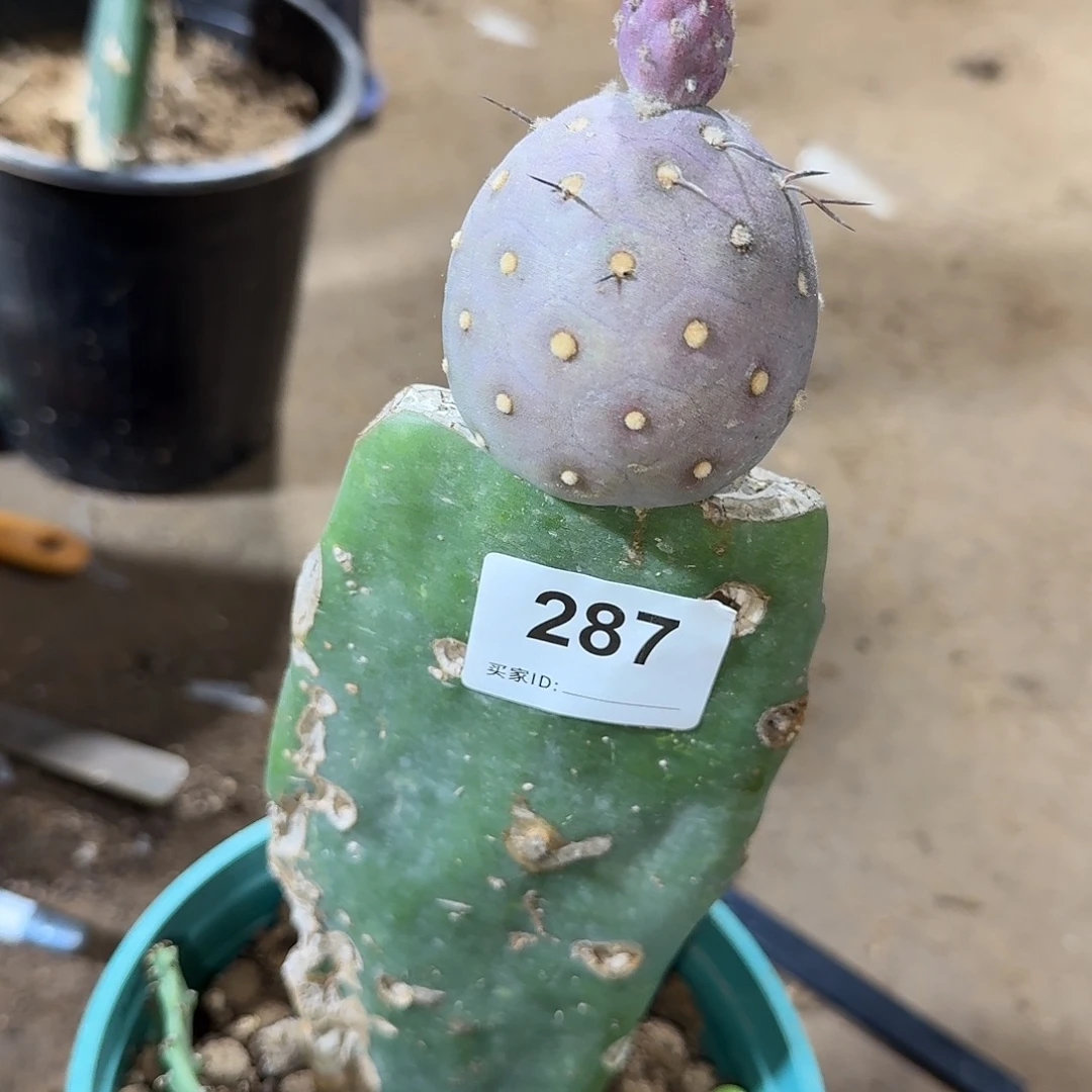 东方红软毛习志野287