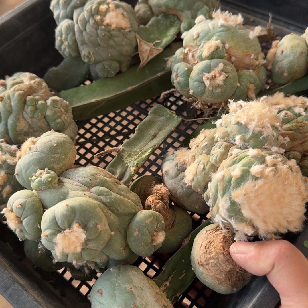 【闪购商品】一筐福利鲜540