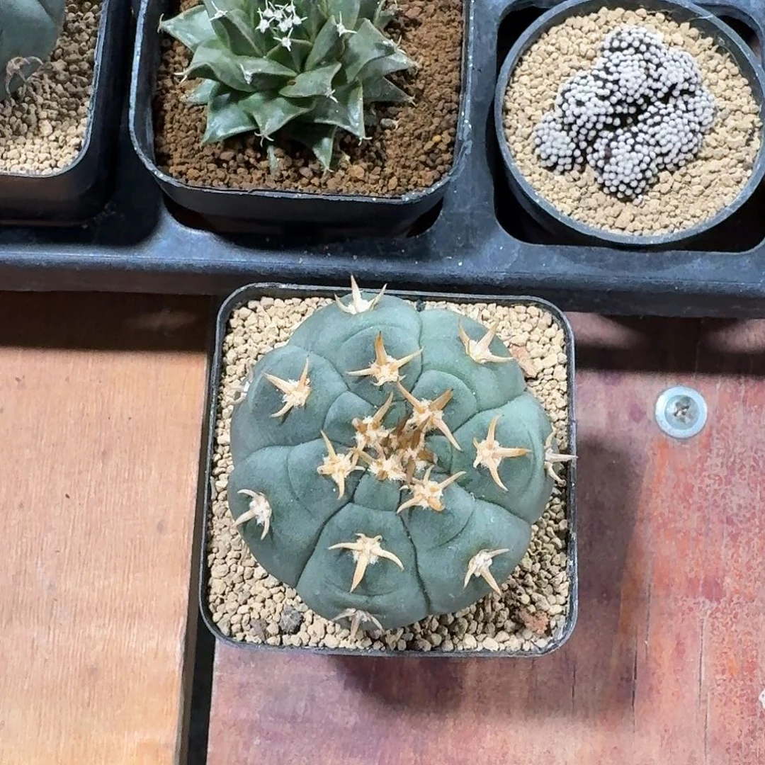 L***a猫爪仙人球123426