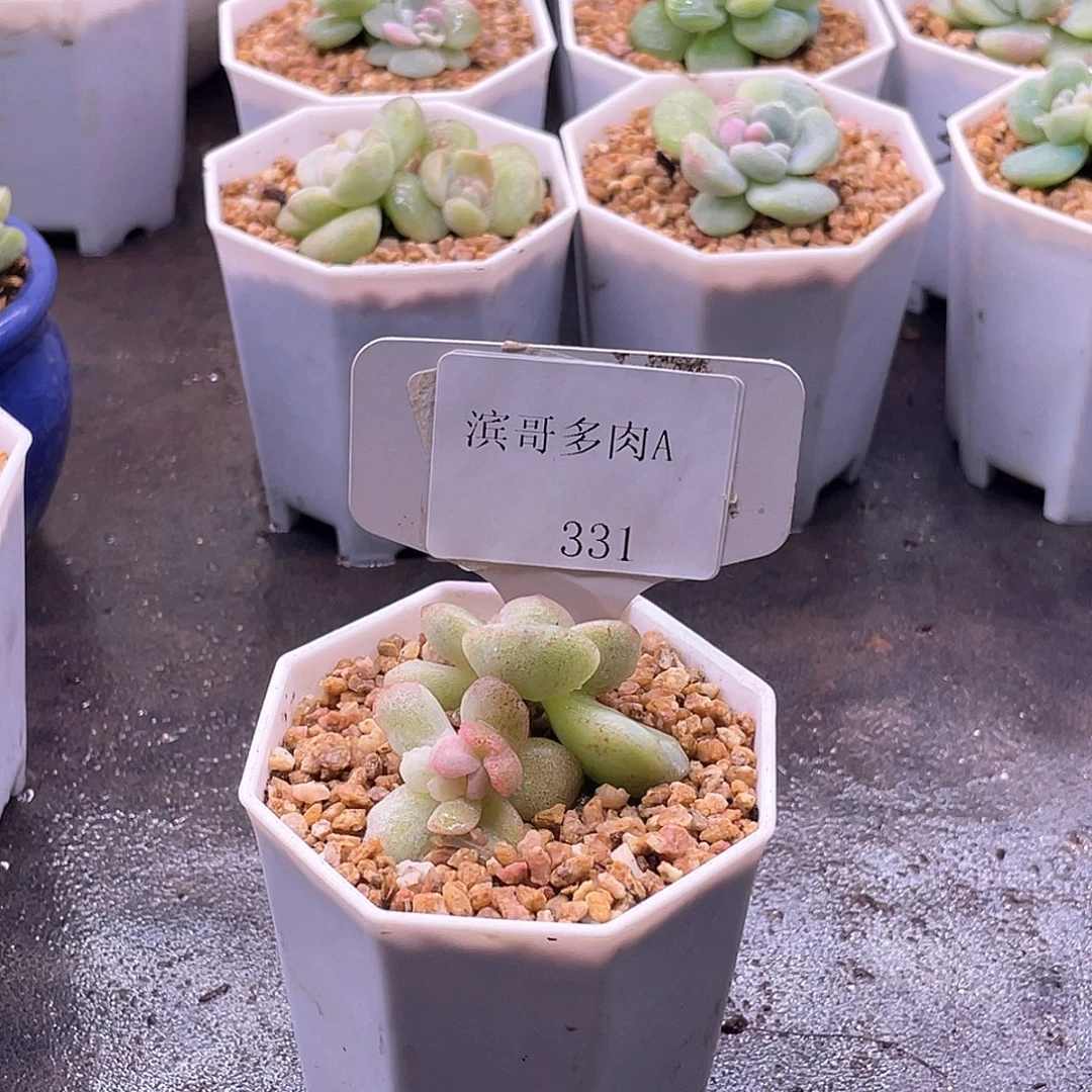 小****滨哥多肉A331双头冰玉石化锦