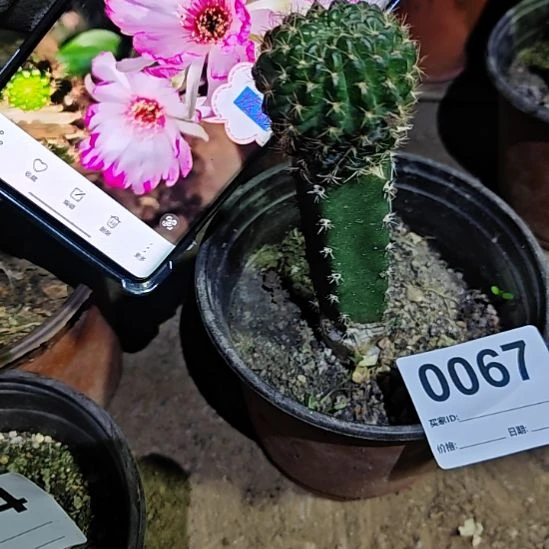 丽花炫彩秀普福67