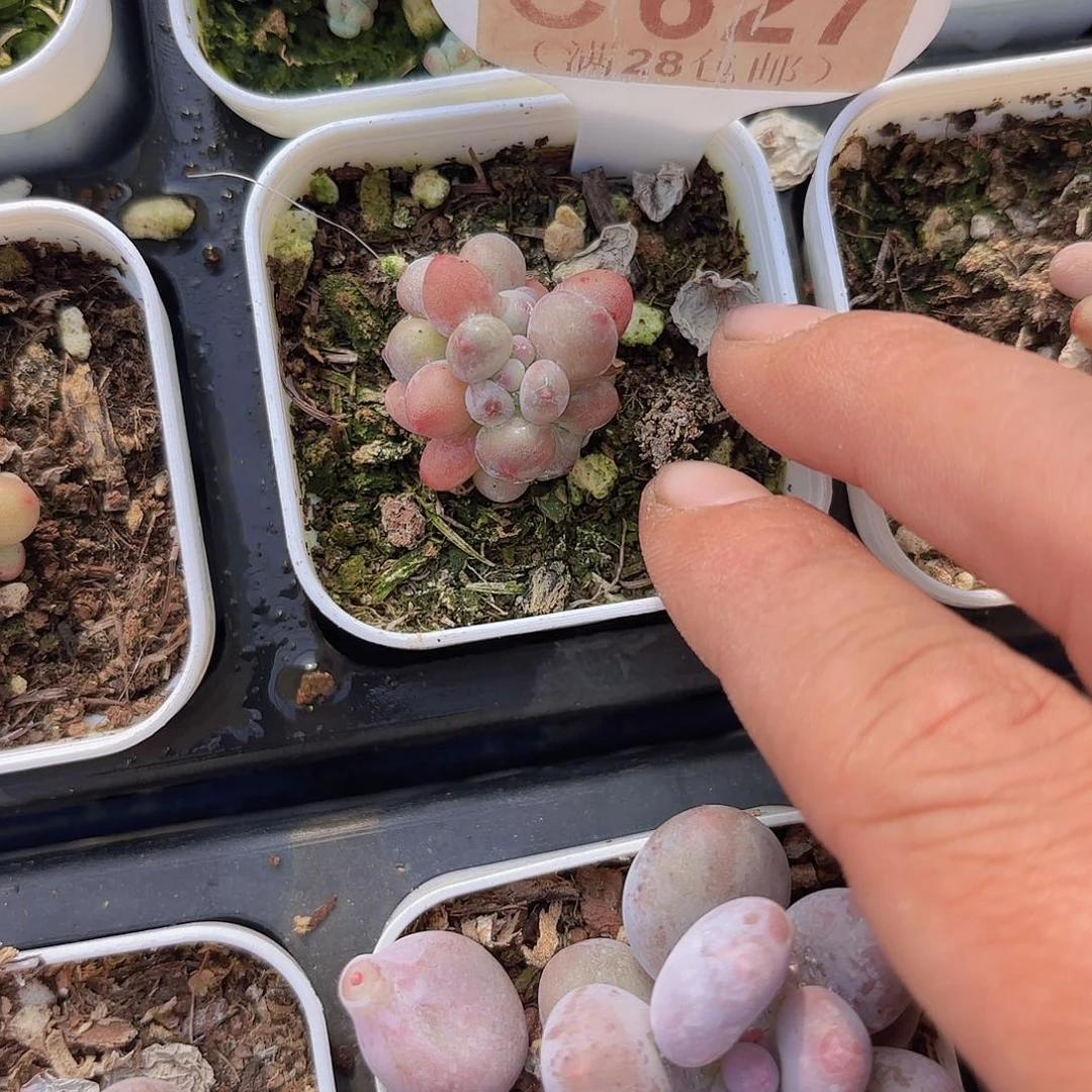 C627萤火虫奶酪一物一拍