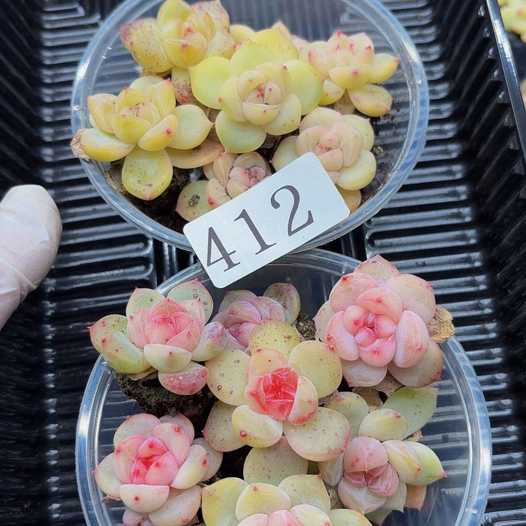 天****手多肉植物多肉植物412