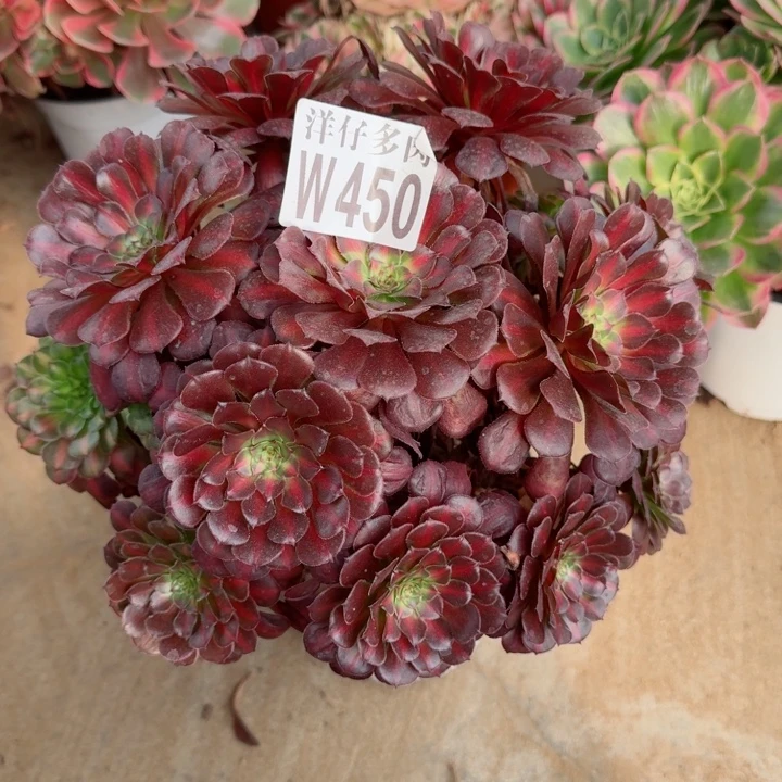 450铜壶中班官服22左右2