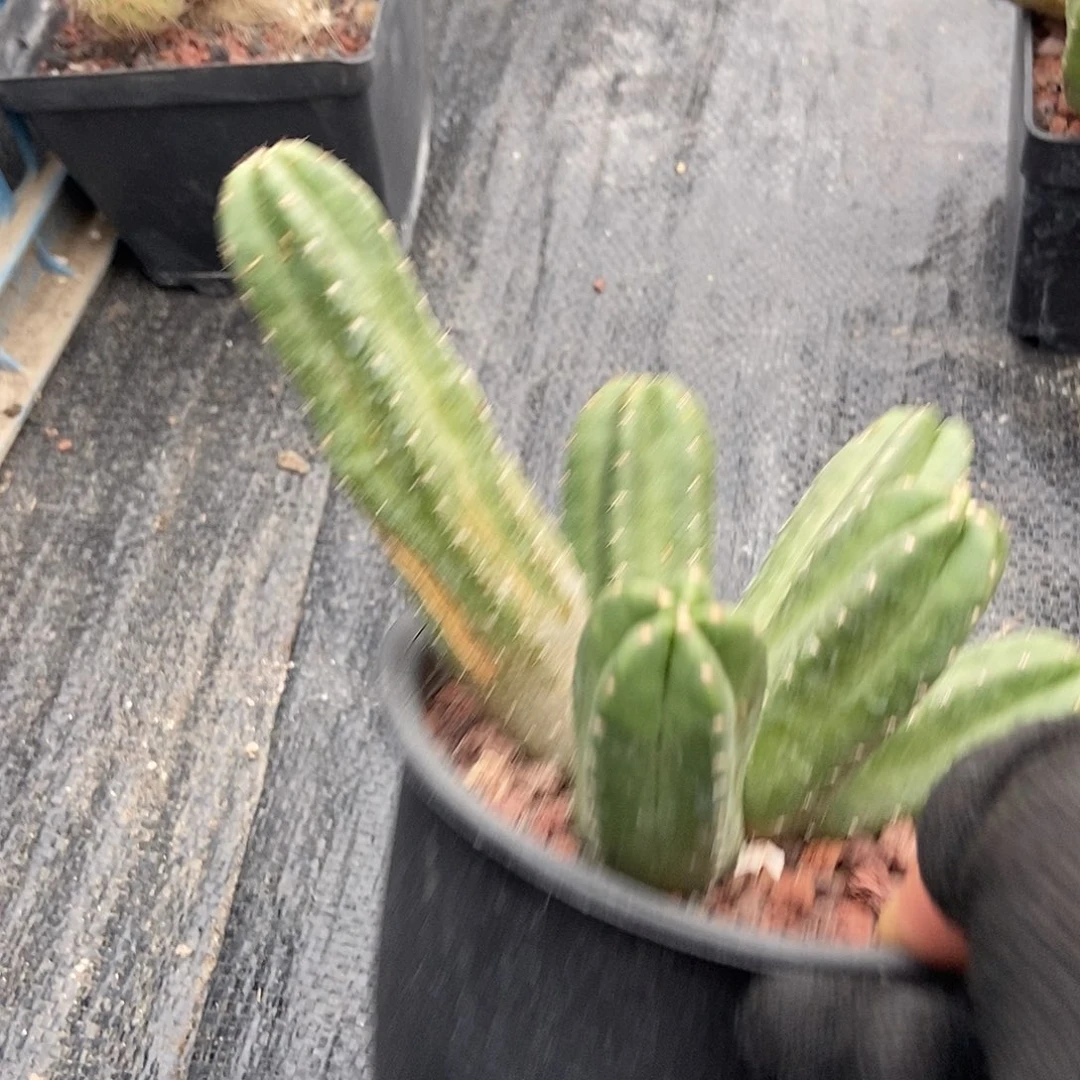 6731玲花园仙人球杂货