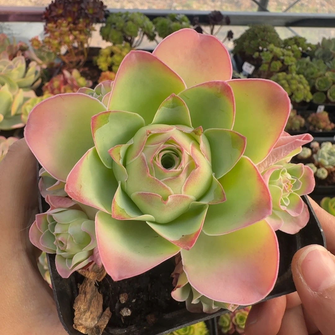 L730半城玫瑰情澜不含盆土