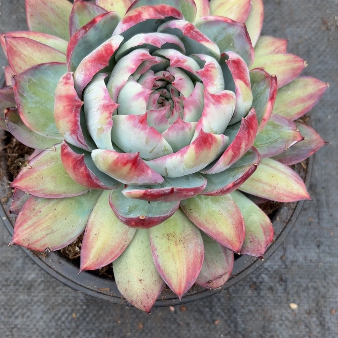 希***嘻肉肉肉肉肉肉肉肉肉肉肉肉