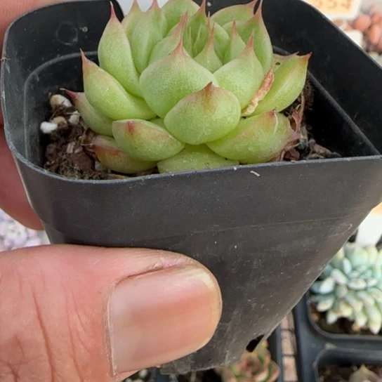 594海王一物一拍多肉