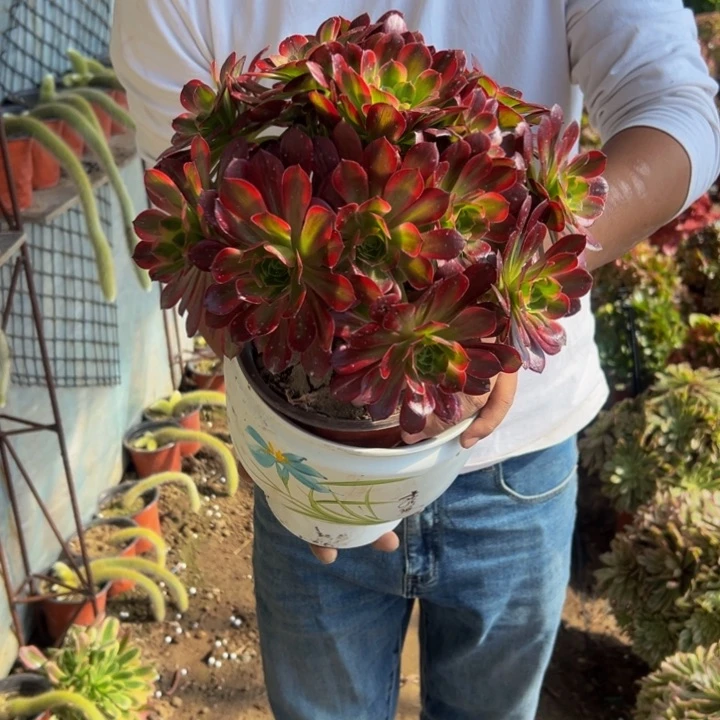 18.8安娜一棵包邮