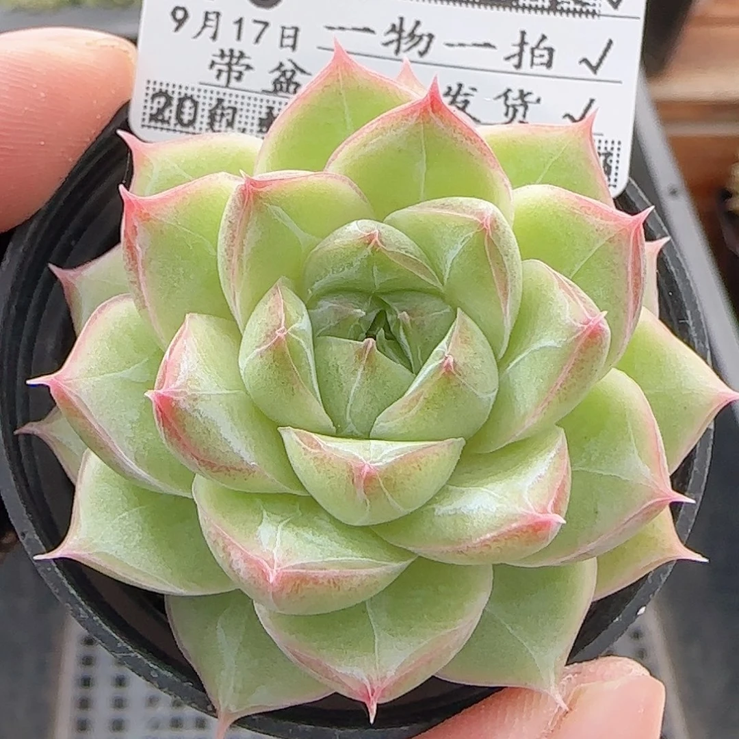 多肉0917--93女王玫瑰
