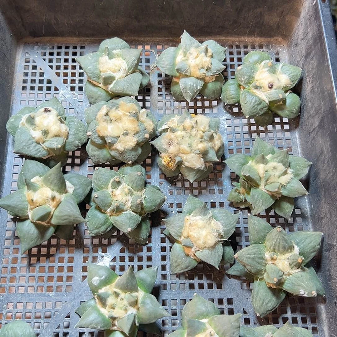 苗接无根福利牡丹7公分