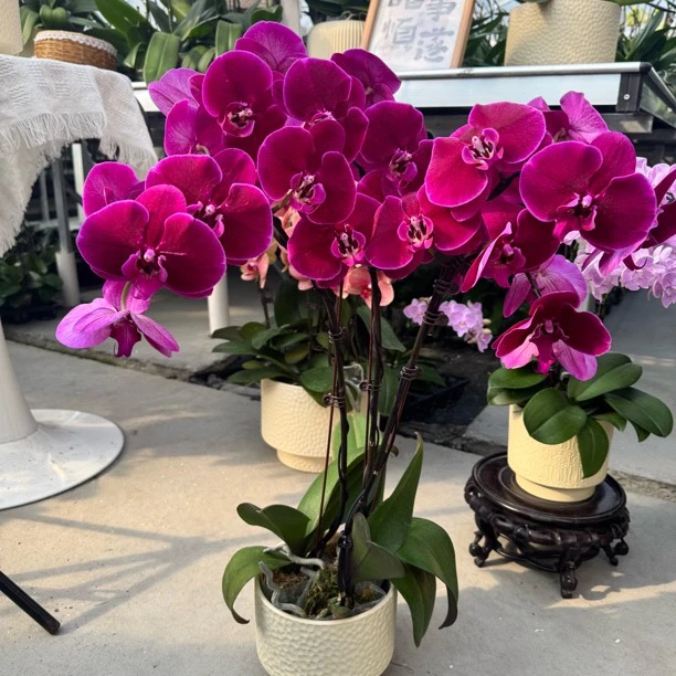 【玫瑰】 精品绿植 红色系大花 蝴蝶兰