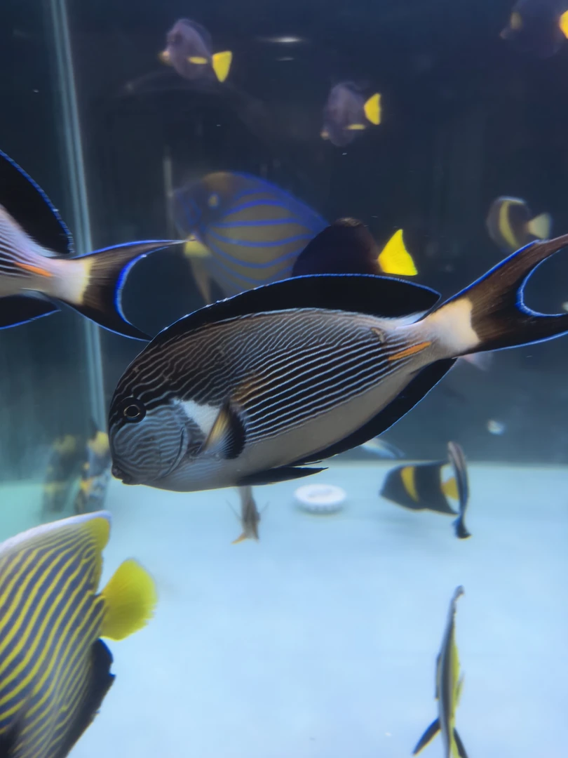 红海骑士检疫完毕尺寸齐全