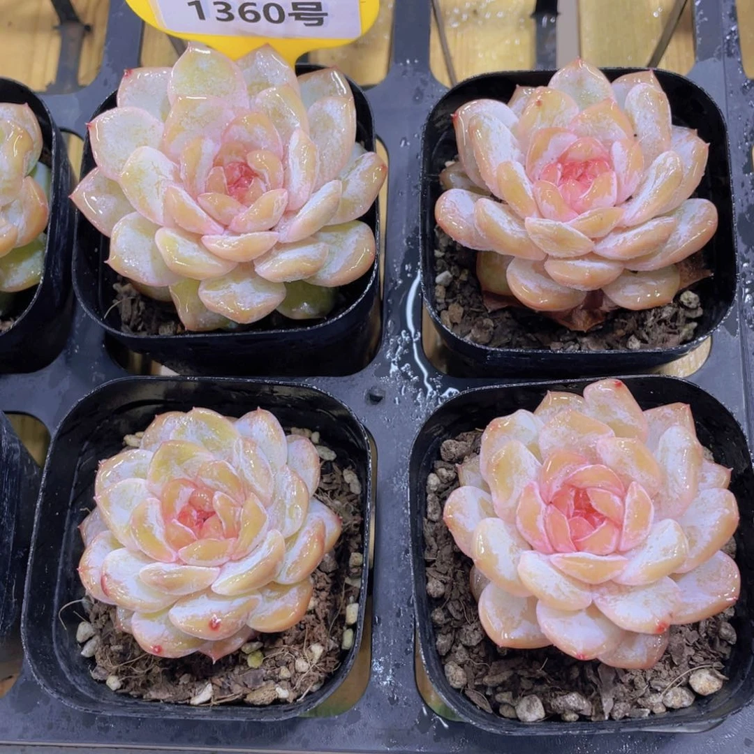 1360号 奶油糖心美肉一个