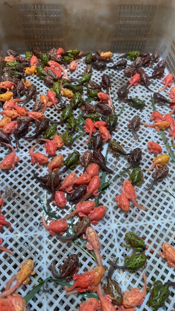 南美角蛙苗1只包邮，送一个水陆两栖盒加一个镊子，再加一包饲料