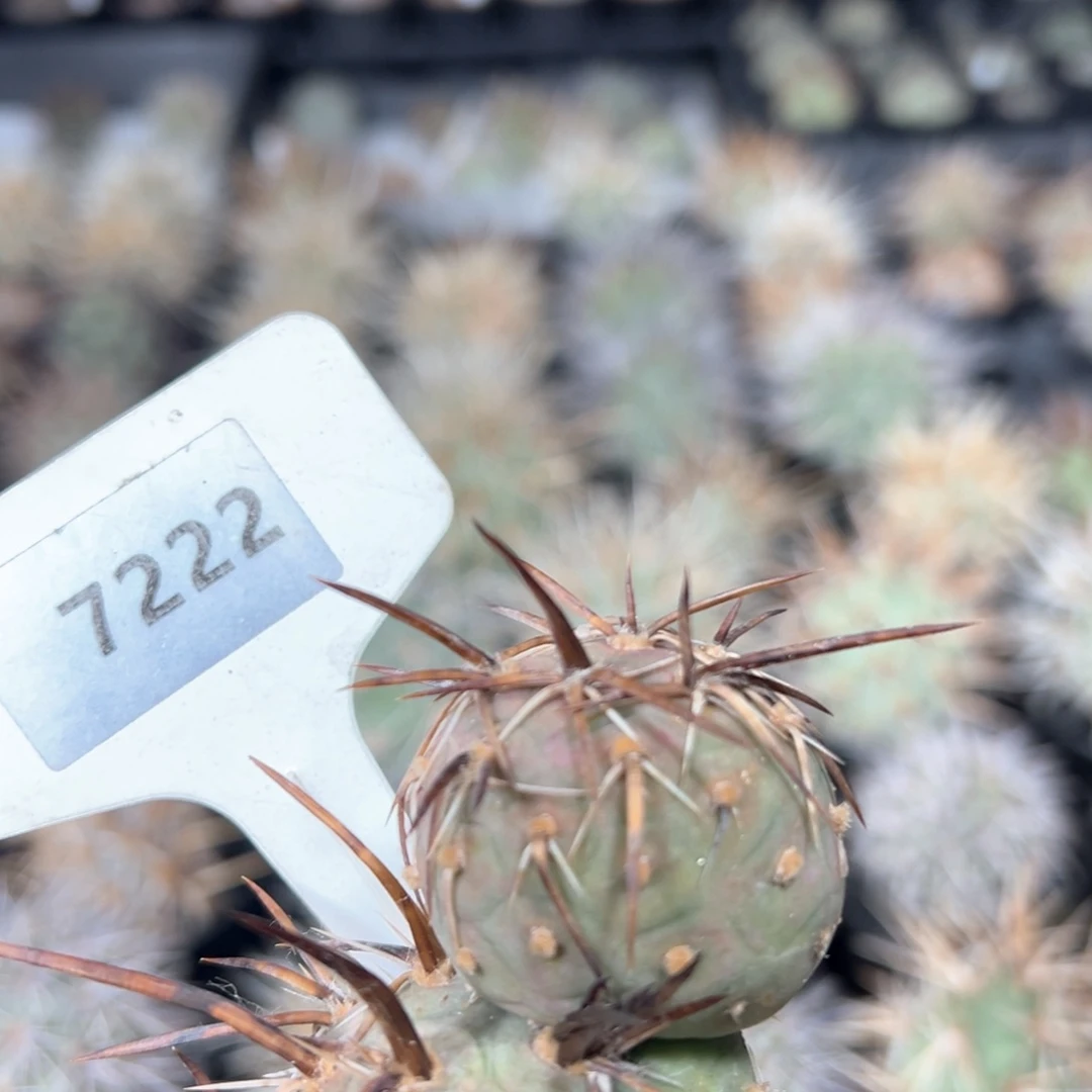 红陶奶**?7222专拍双头