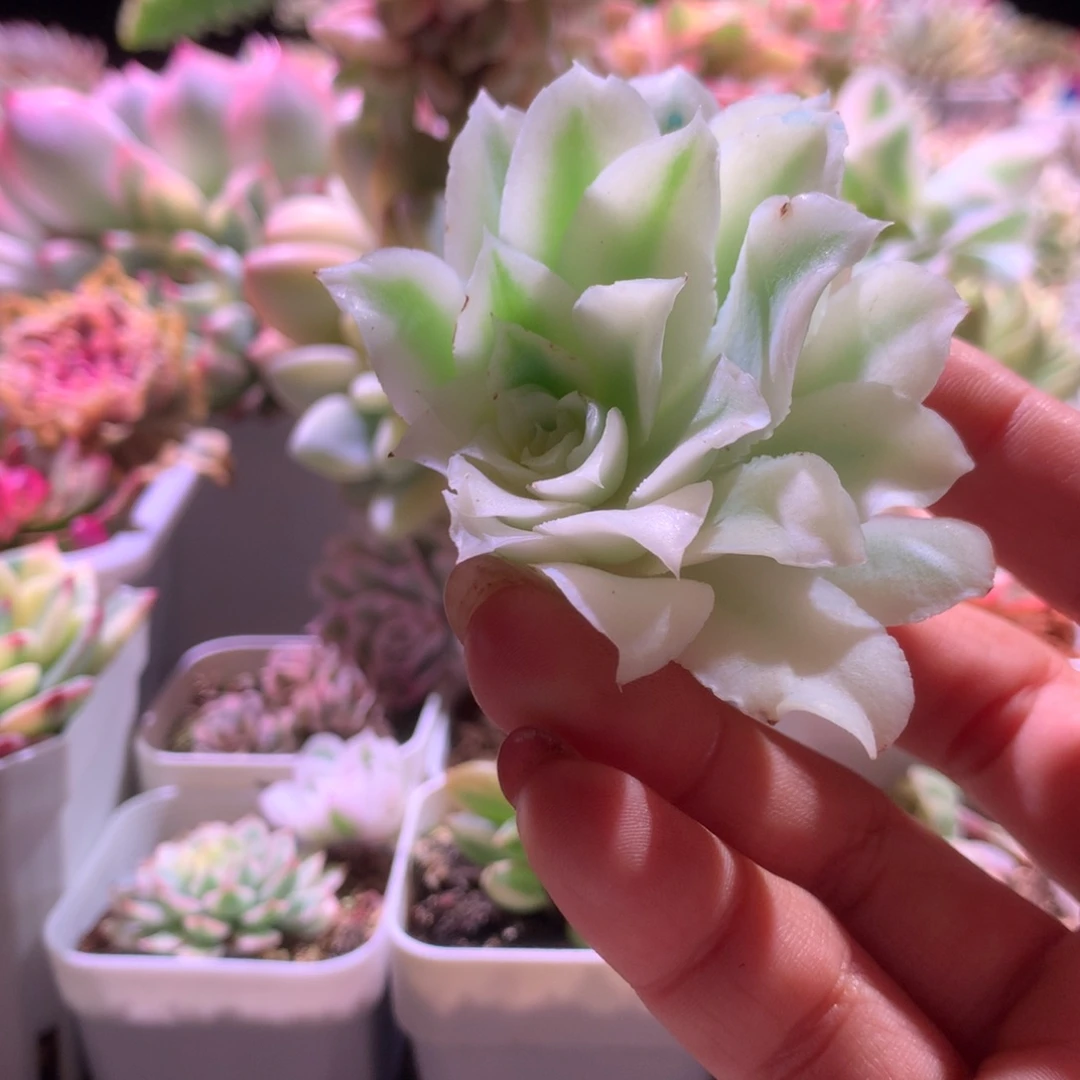 蓝丝绒覆轮锦砍头