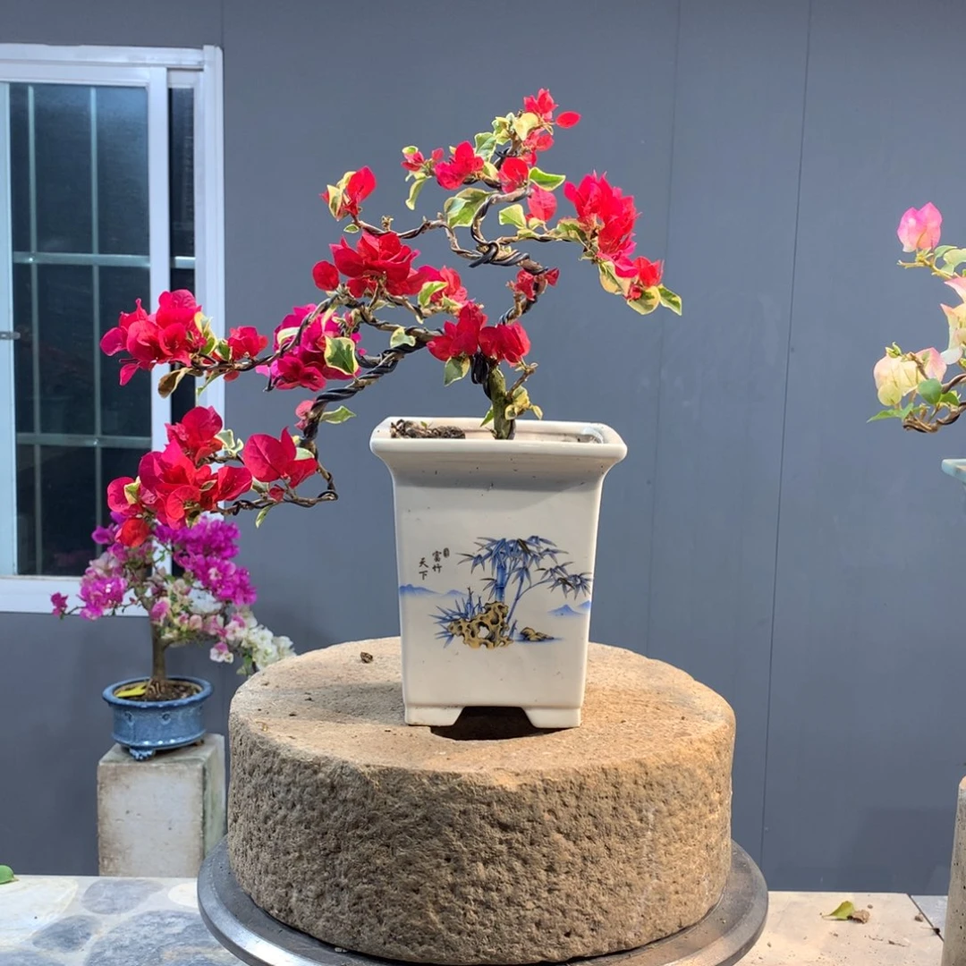 大量花朵（建议范围：8朵-15朵 或40%以上）