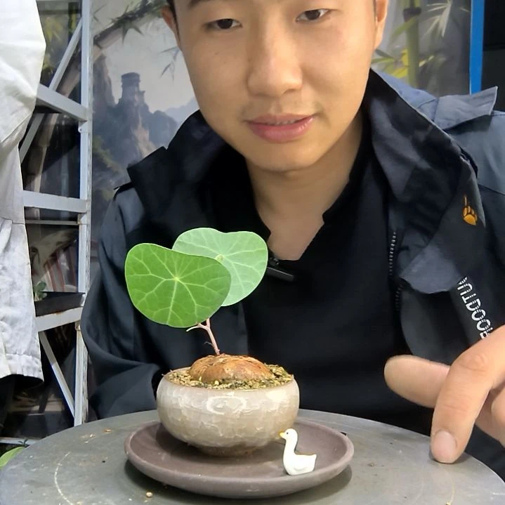 张****?中青园艺一物一拍42