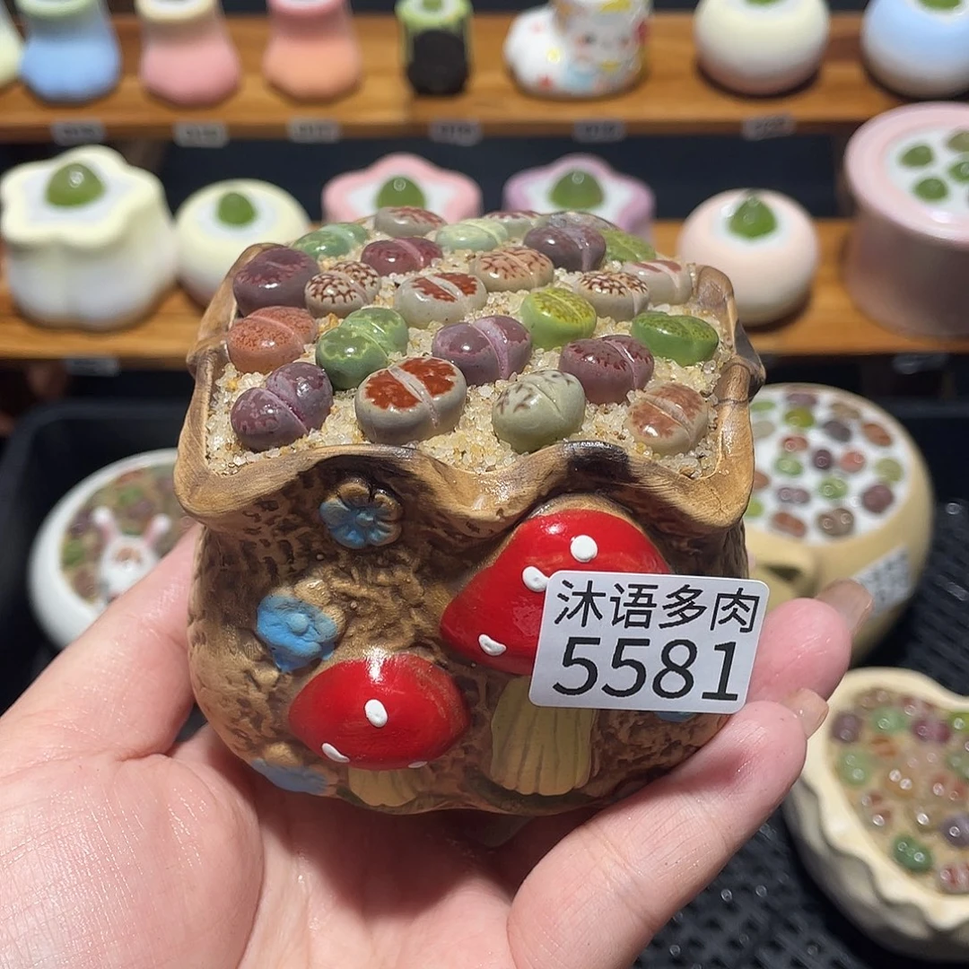 带盆土植物 一物一拍5581