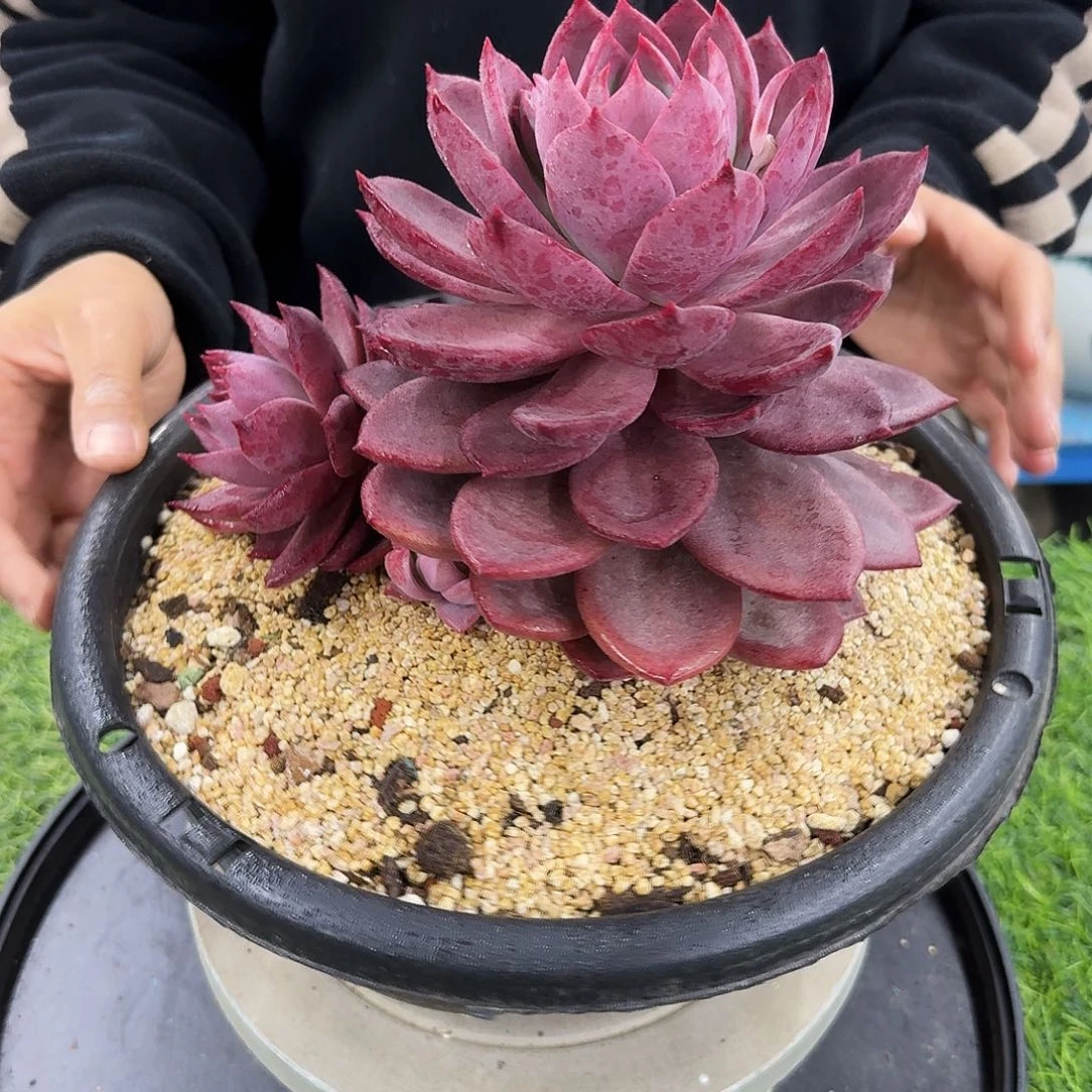 多肉植物不带盆多肉植物