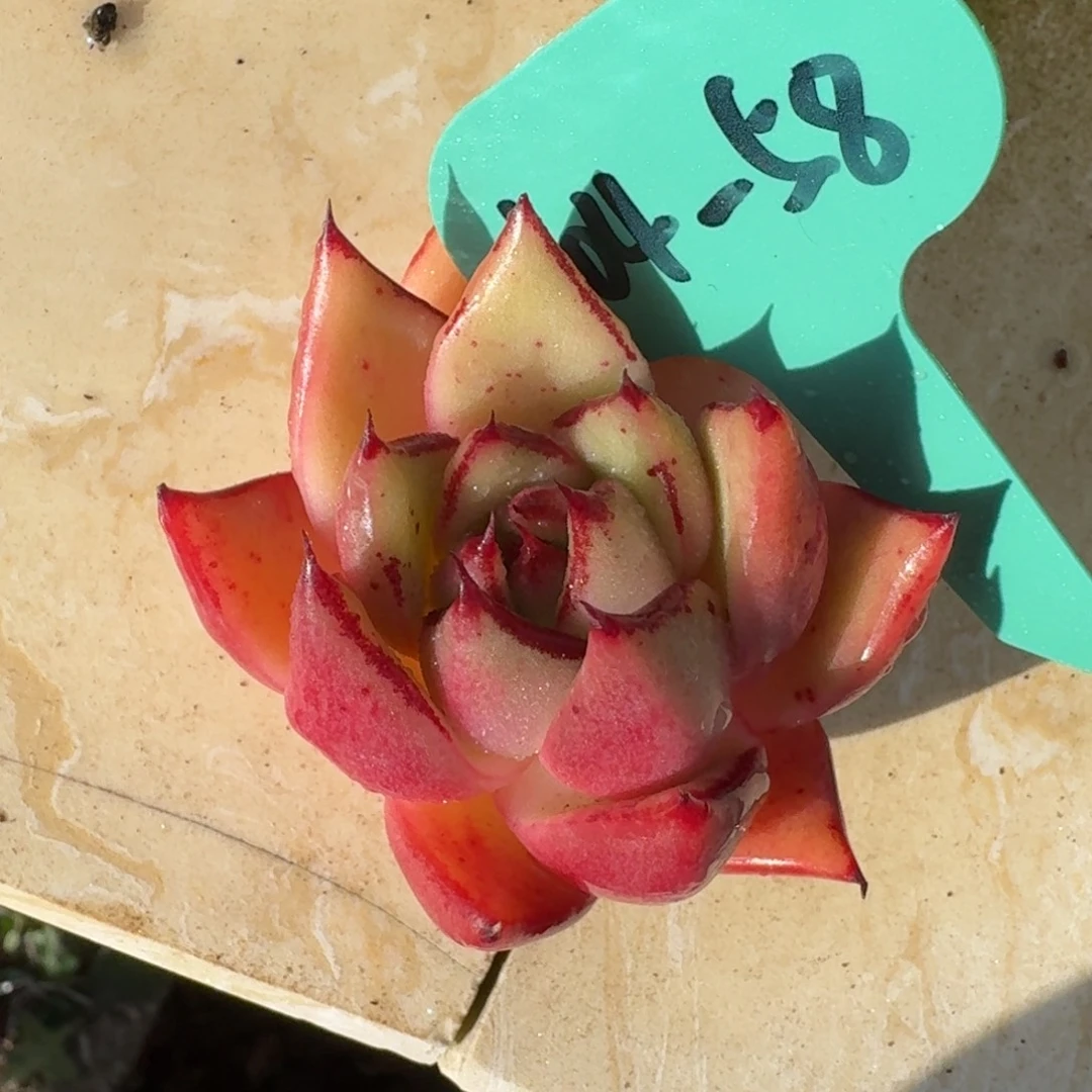 从前慢多肉精选编号0104.58