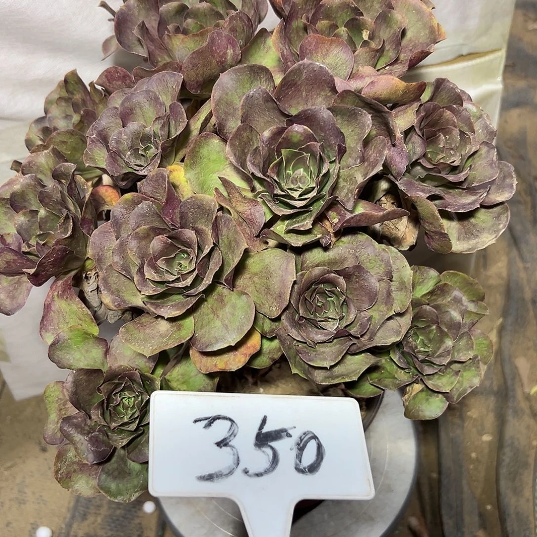 多肉植物梅金法师350